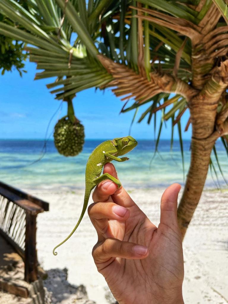 Z-Lodge Zanzibar (Kiwengwa) 